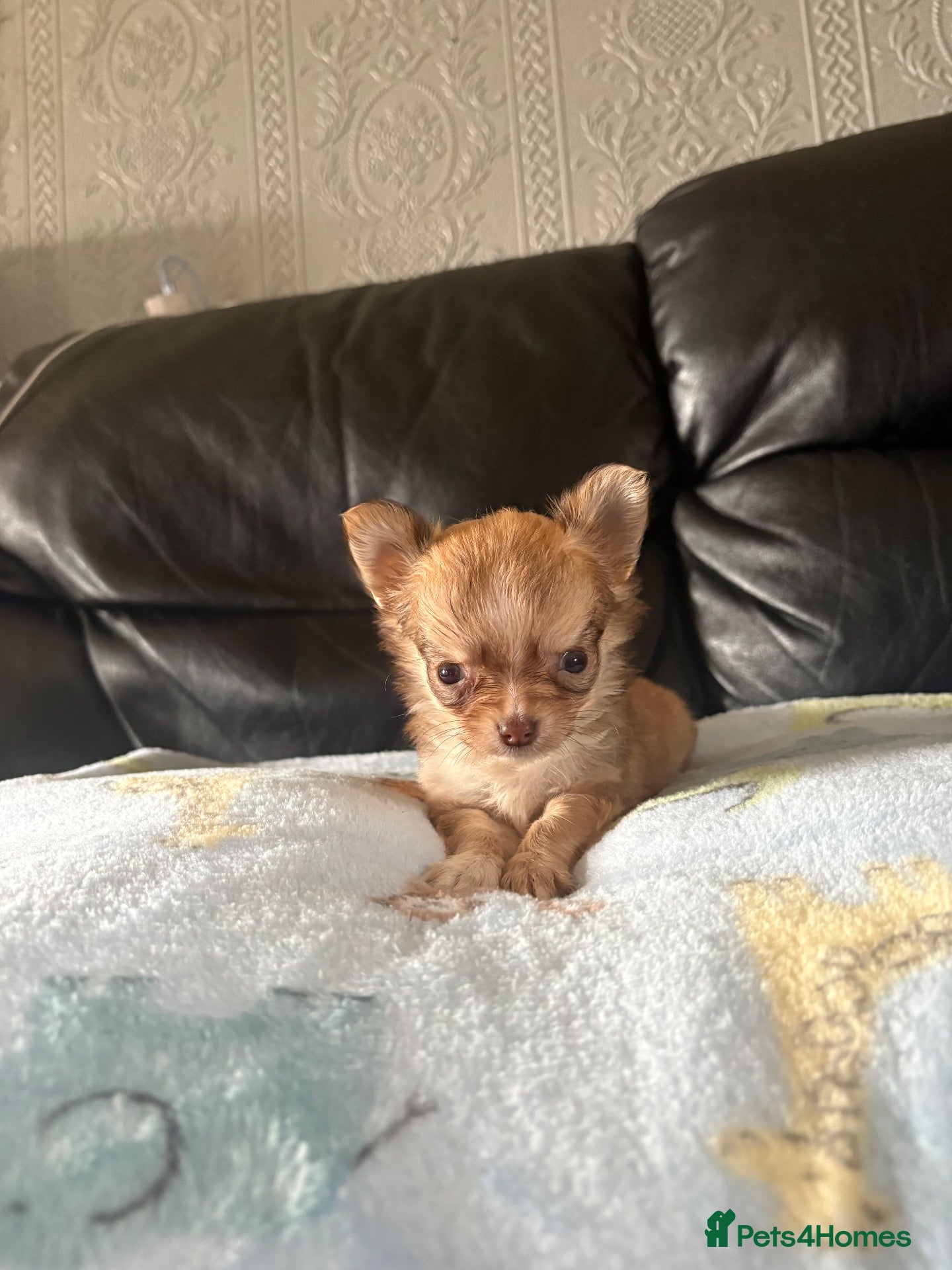 Chihuahua dogs Long haired chihuahua puppies  - Advert 11