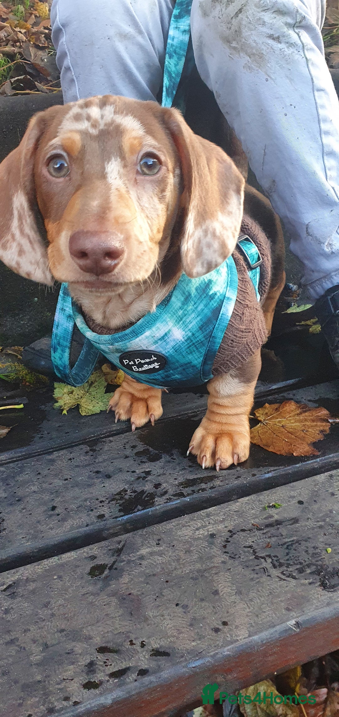 Miniature Dachshund dogs for sale: Tiny Timothy needs a new knee to snuggle up on  - Advert 6