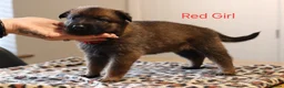 Mixed Breed dogs for sale: Belgian Malinois X German Shepherd  - Advert 12