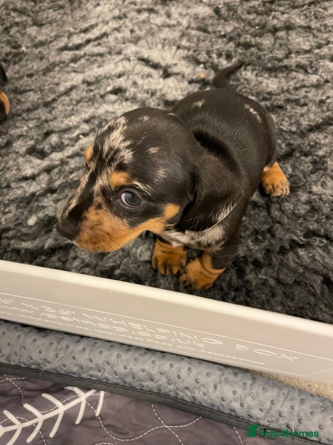 Miniature Dachshund dogs for sale: READY TO LEAVE KC Pedigree Miniature dachshunds - Advert 12