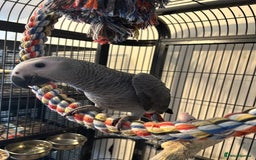 Parrots birds for sale: Hand Reared Baby African Greys  - Image 3
