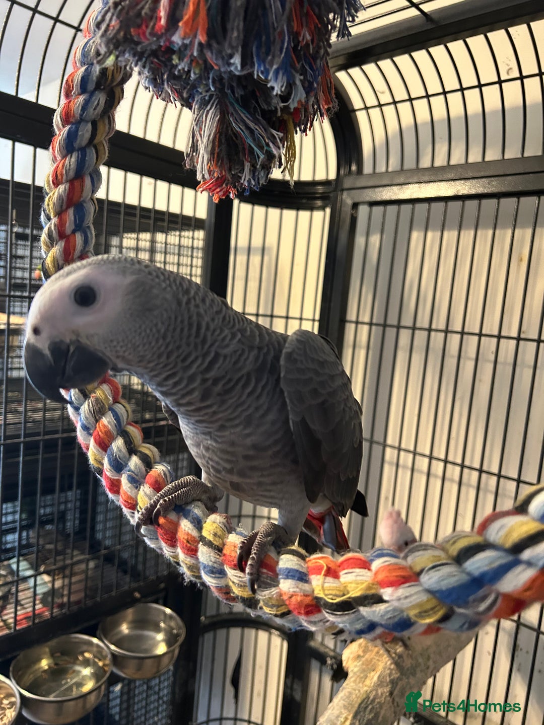 Parrots birds for sale: Hand Reared Baby African Greys  - Image 3