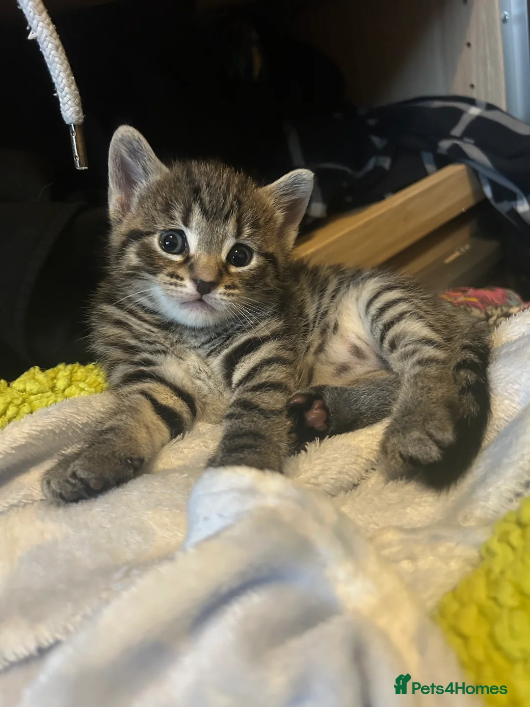 Mixed Breed cats for sale: Beautiful kittens  - Advert 14