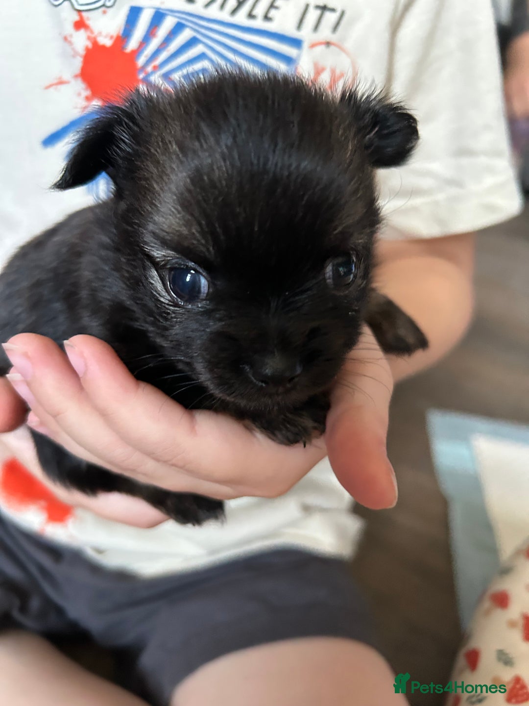 Pomchi dogs for sale: 2 beautiful tiny little Pomchi girls - Image 18