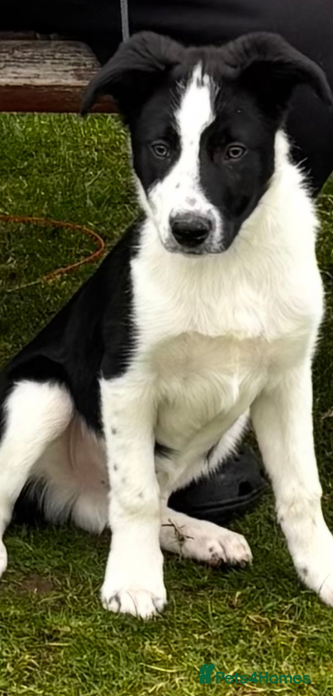 Border Collie dogs Loveable jet - Advert 5