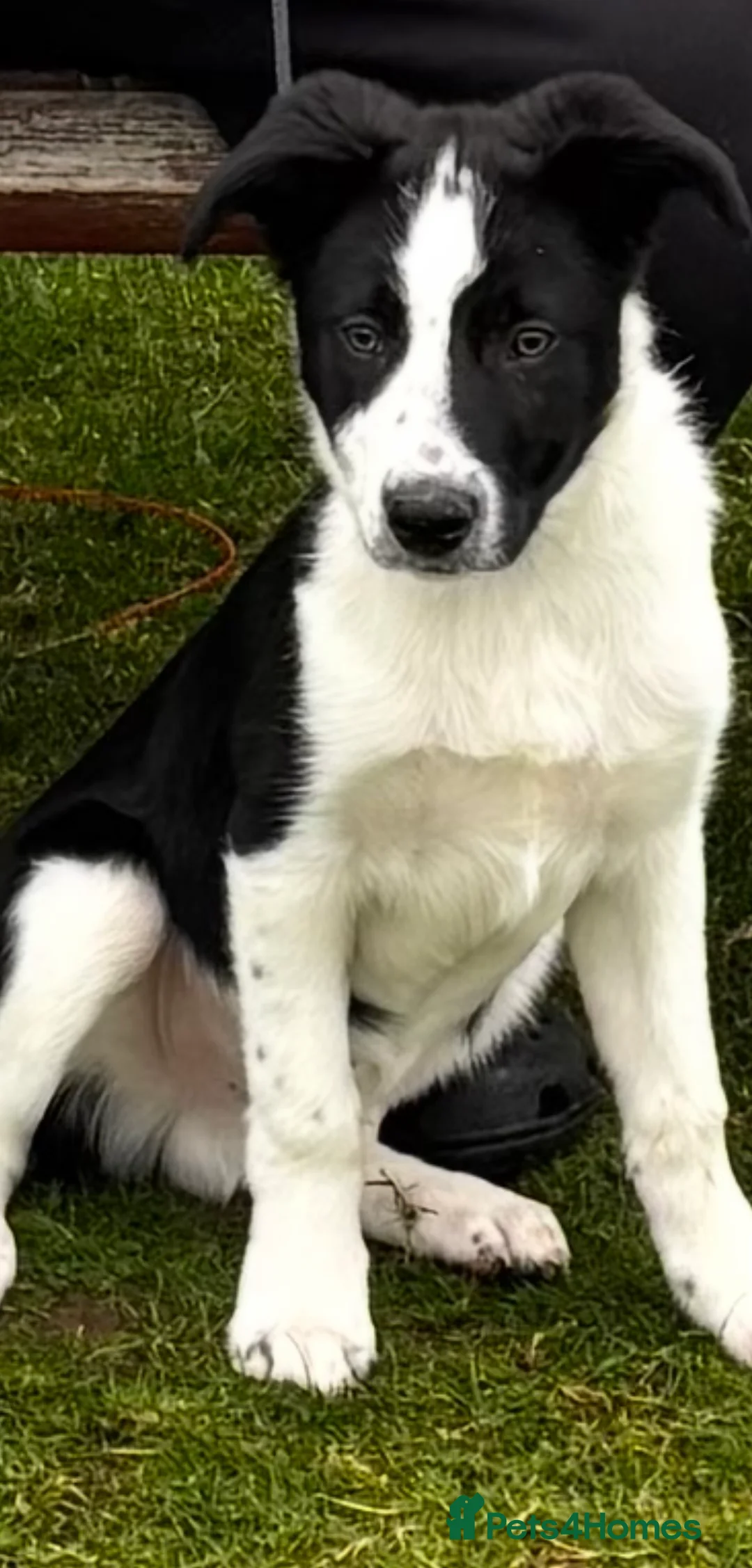 Border Collie dogs for sale: Loveable jet - Advert 1