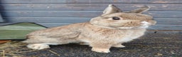 Netherland Dwarf rabbits for sale: Netherland dwarf rabbits  - Advert 7
