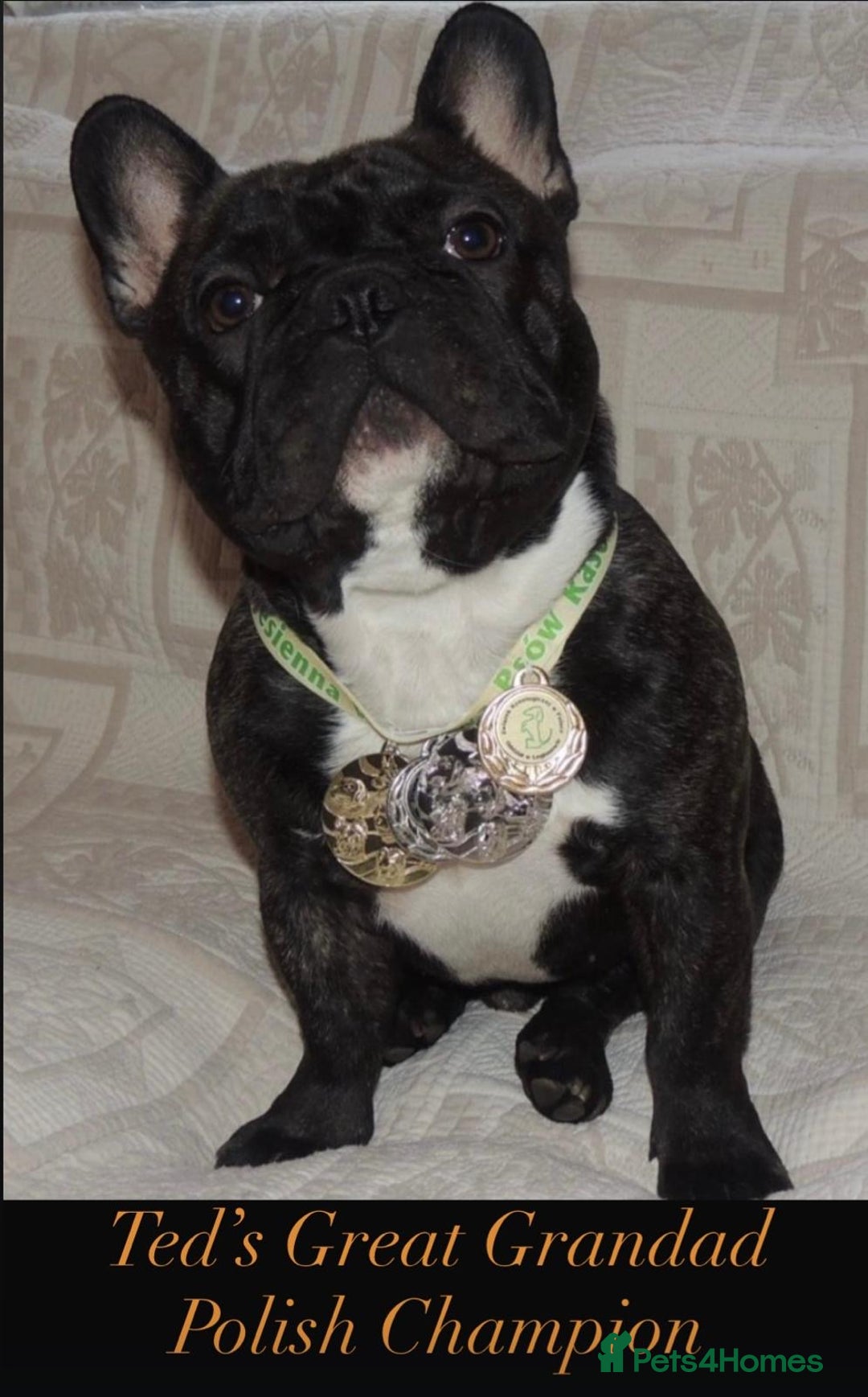 French Bulldog dogs for stud: 🌟🔥LILAC PLATINUM KC REG FRENCH BULLDOG STUD🔥🌟 in Uxbridge - Advert 24