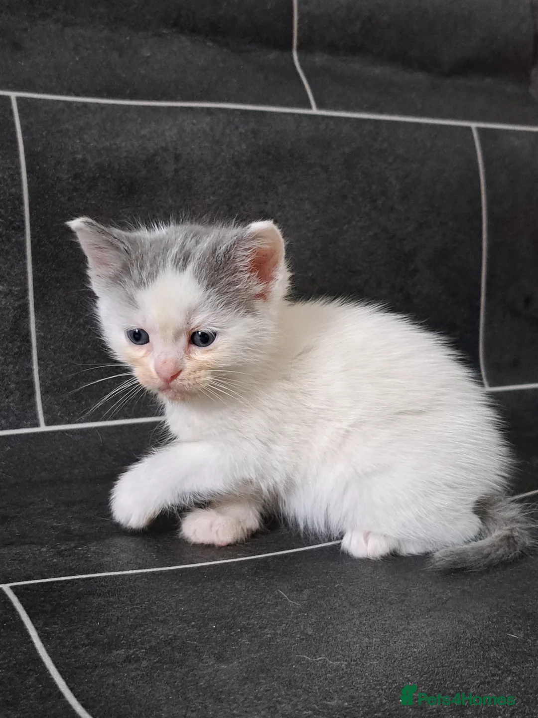 Ragdoll cats for sale: Beautiful ragdoll x British short hair - Advert 3