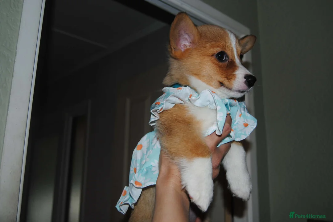 Welsh Corgi Pembroke dogs for sale: Are Beautiful Girls Storm/Darling/Petal - Advert 4
