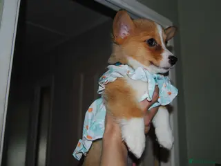 Welsh Corgi Pembroke dogs Welsh Pembroke Corgi Girls LovingHomeRearedPuppies - Advert 2