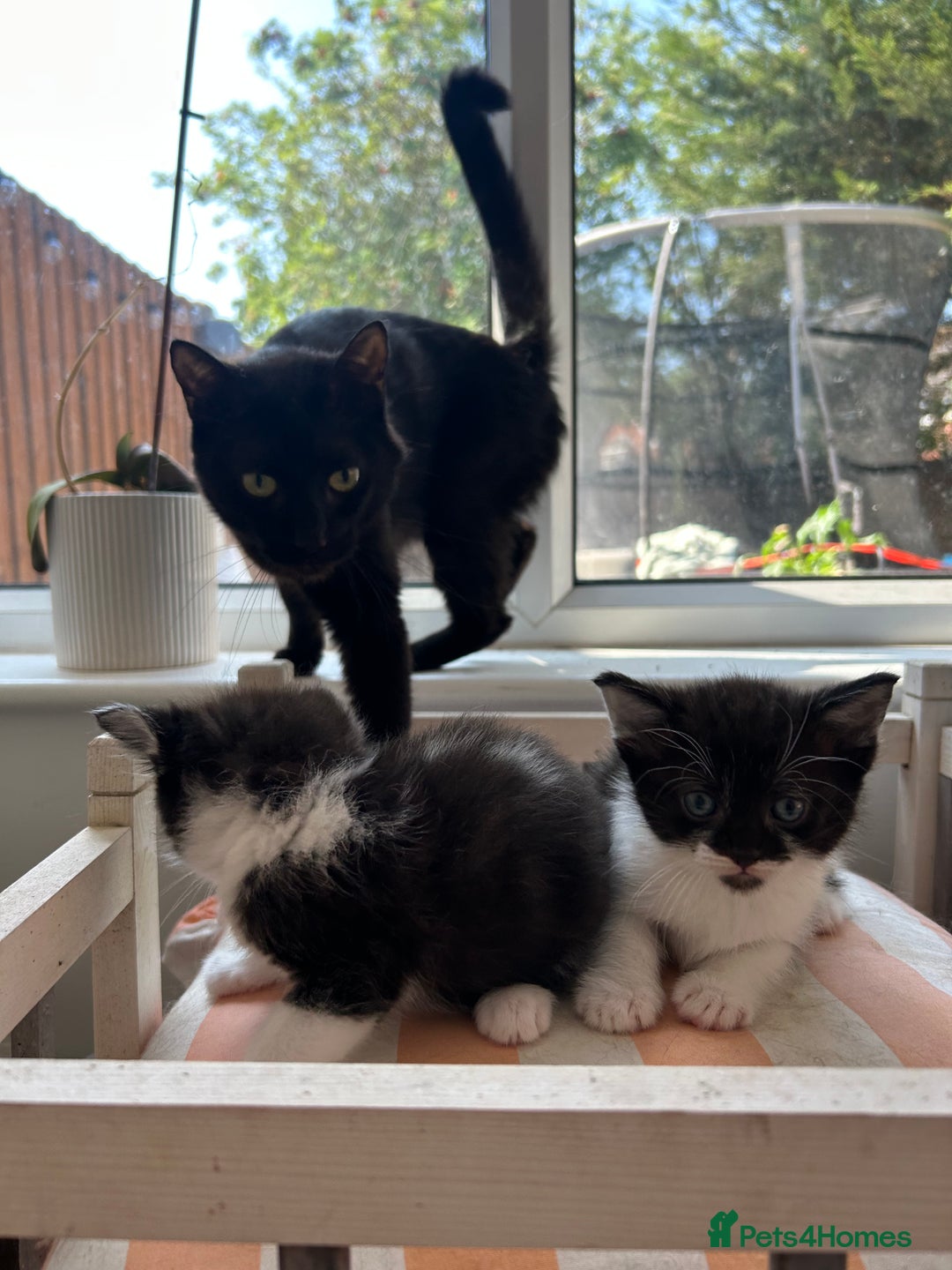 Mixed Breed cats for sale: Pretty fluffy little kittens  - Image 7