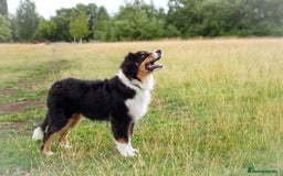 Australian Shepherd dogs for sale: Black Tri Aussie Boy in Abingdon - Image 9