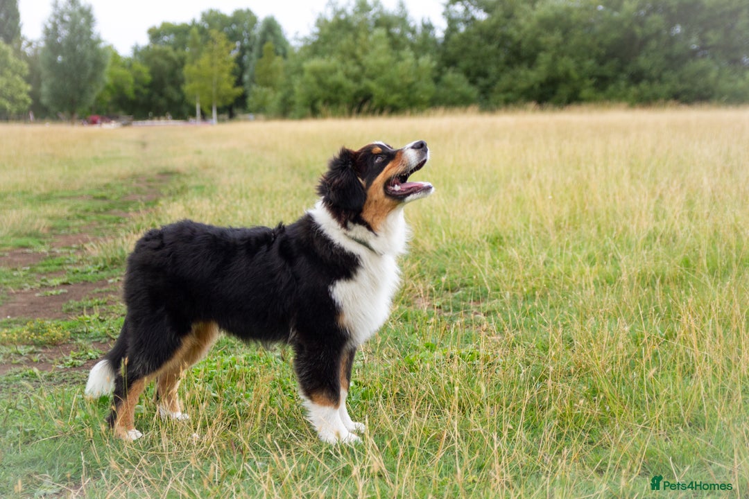 Australian Shepherd dogs for sale: Black Tri Aussie Boy in Abingdon - Image 9