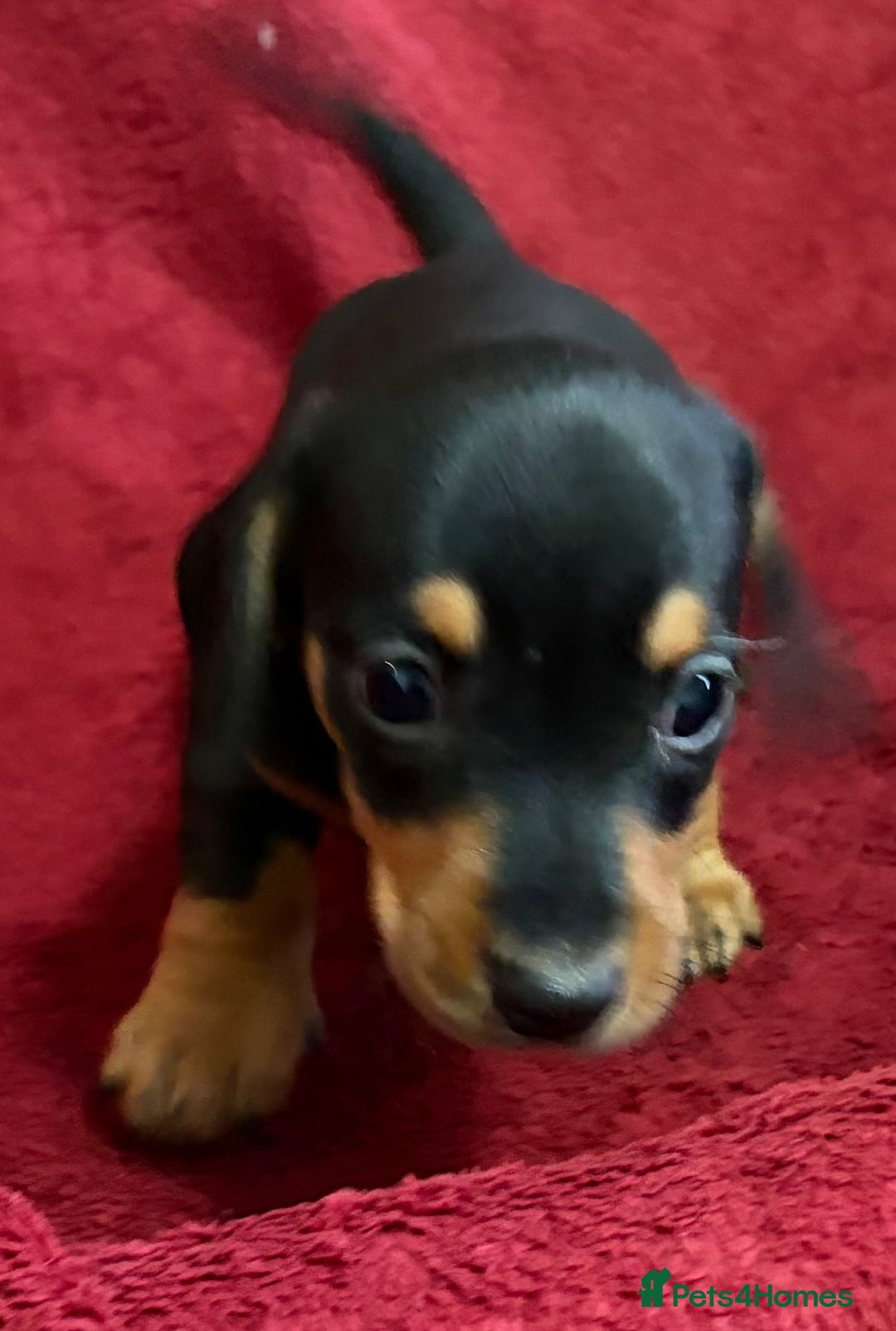 Miniature Dachshund dogs for sale: Stunning Miniature Dachshund Boys 💙 - Advert 26
