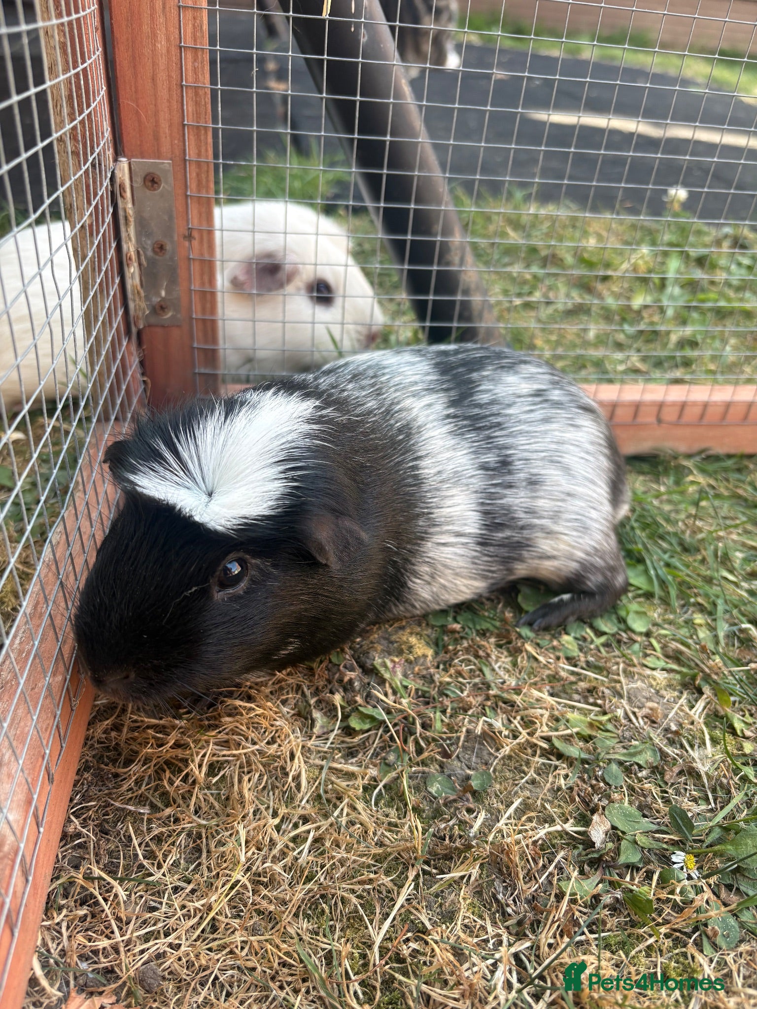 Guinea Pig rodents Un neutered male guinea pig   - Advert 1