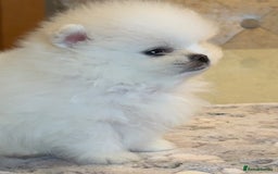 Pomeranian dogs for sale: KC Reg show quality Poms, 5 🌟 homes Only - Image 9