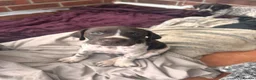 German Shorthaired Pointer dogs for sale: German shorthaired pointer puppies  - Advert 3