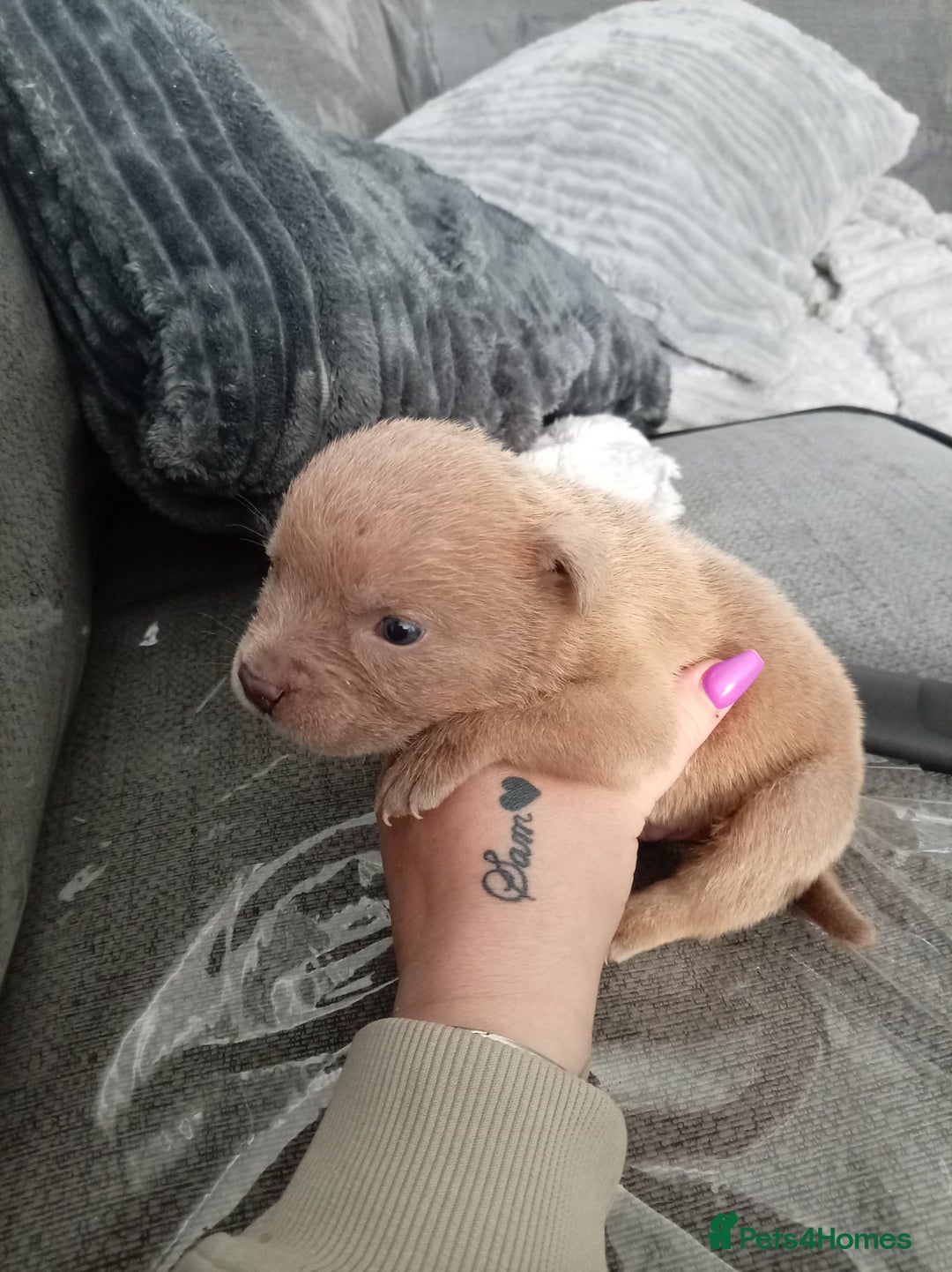 Mixed Breed dogs for sale: 4 beautiful American bullys - Image 5