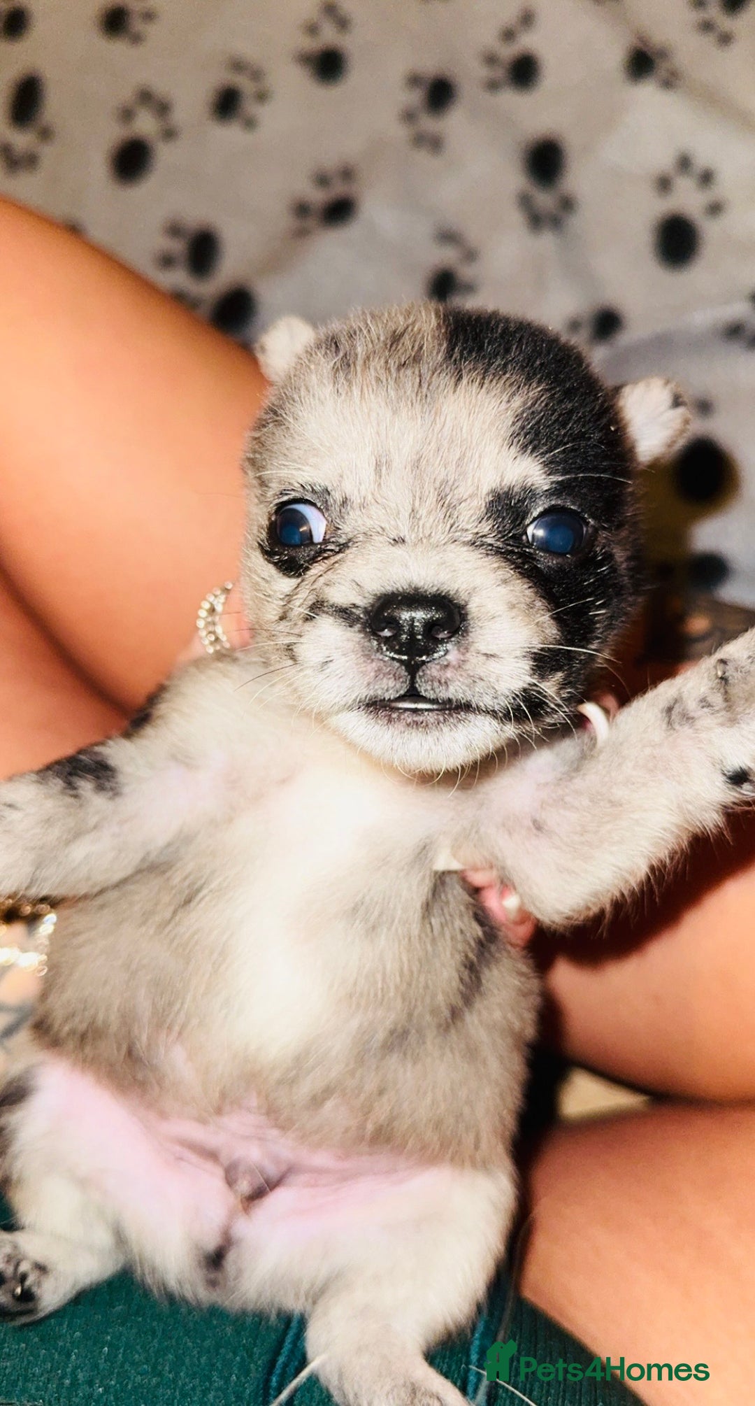 Mixed Breed dogs for sale: Frenchie/ chow puppies  - Image 1