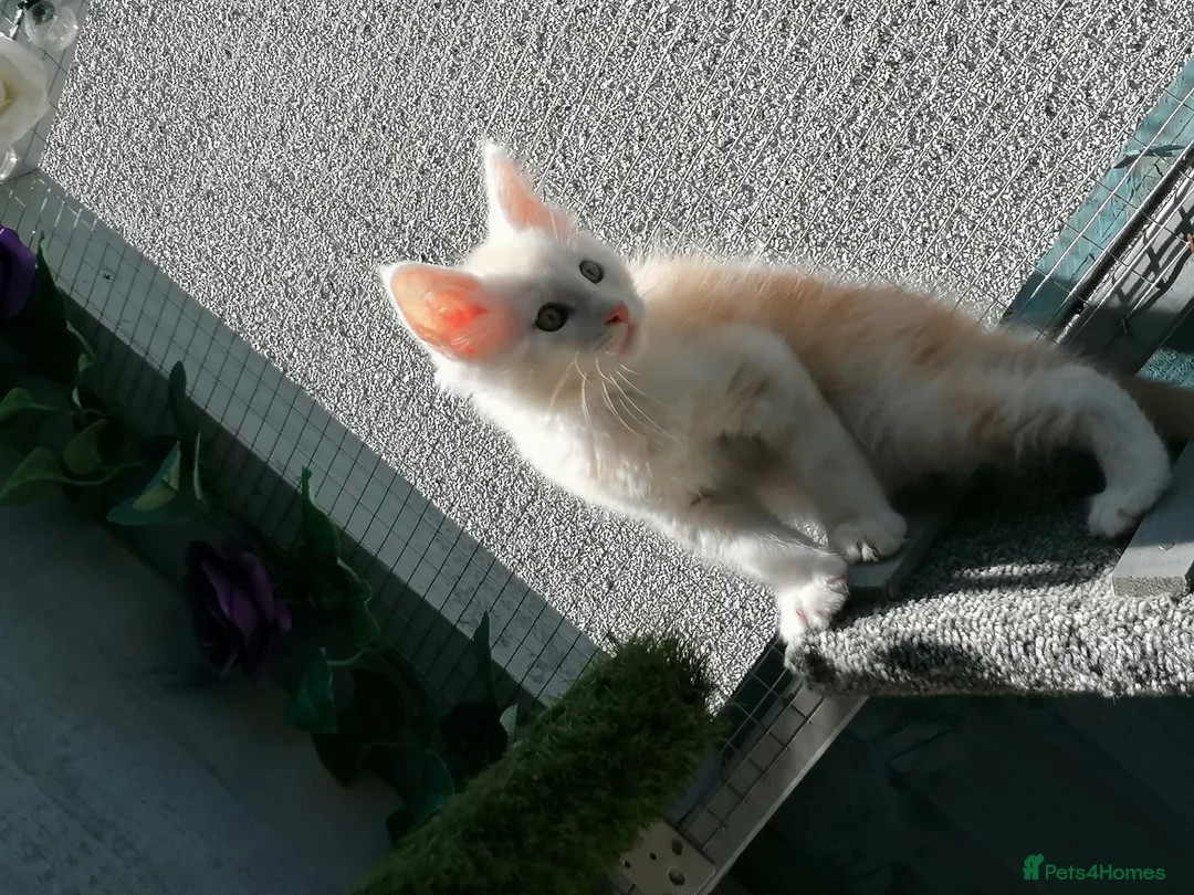 Maine Coon cats for sale: Beautiful female smoked tortie - Advert 20