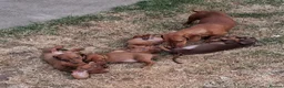 Miniature Dachshund dogs for sale: Miniature dachshund puppies  in Louth - Advert 6