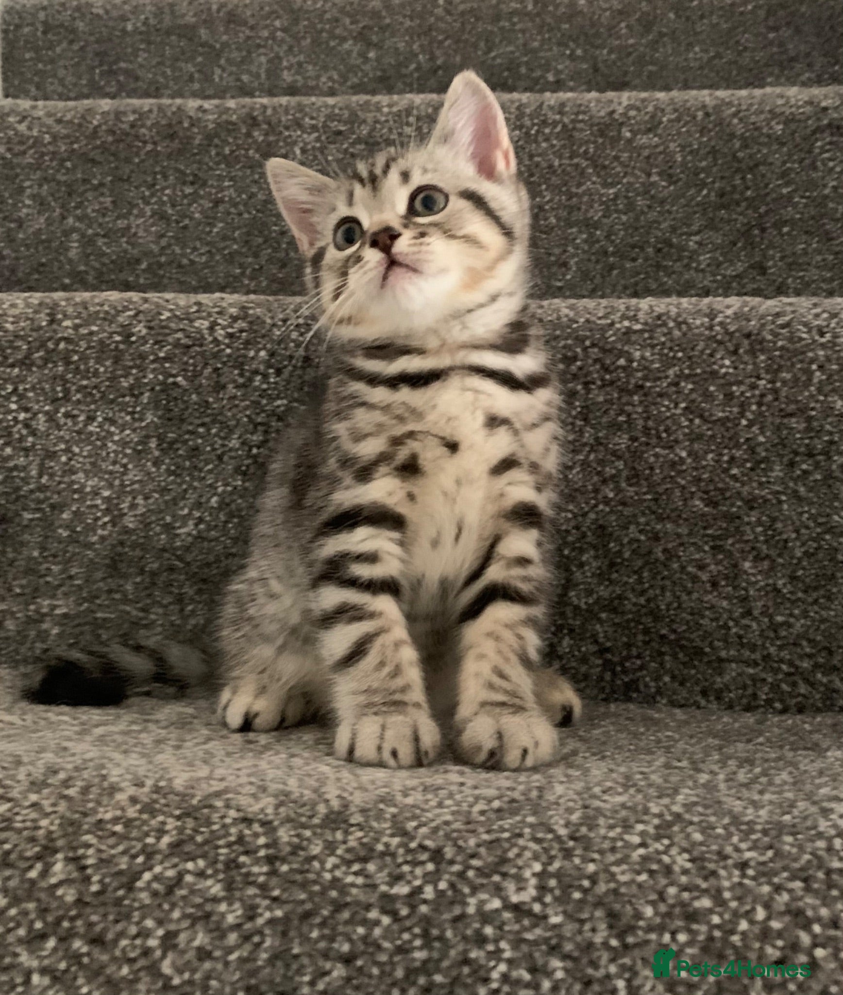 British Shorthair cats Beautiful silver spotted  tabbies - Advert 2