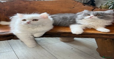Persian cats in London - Advert 8