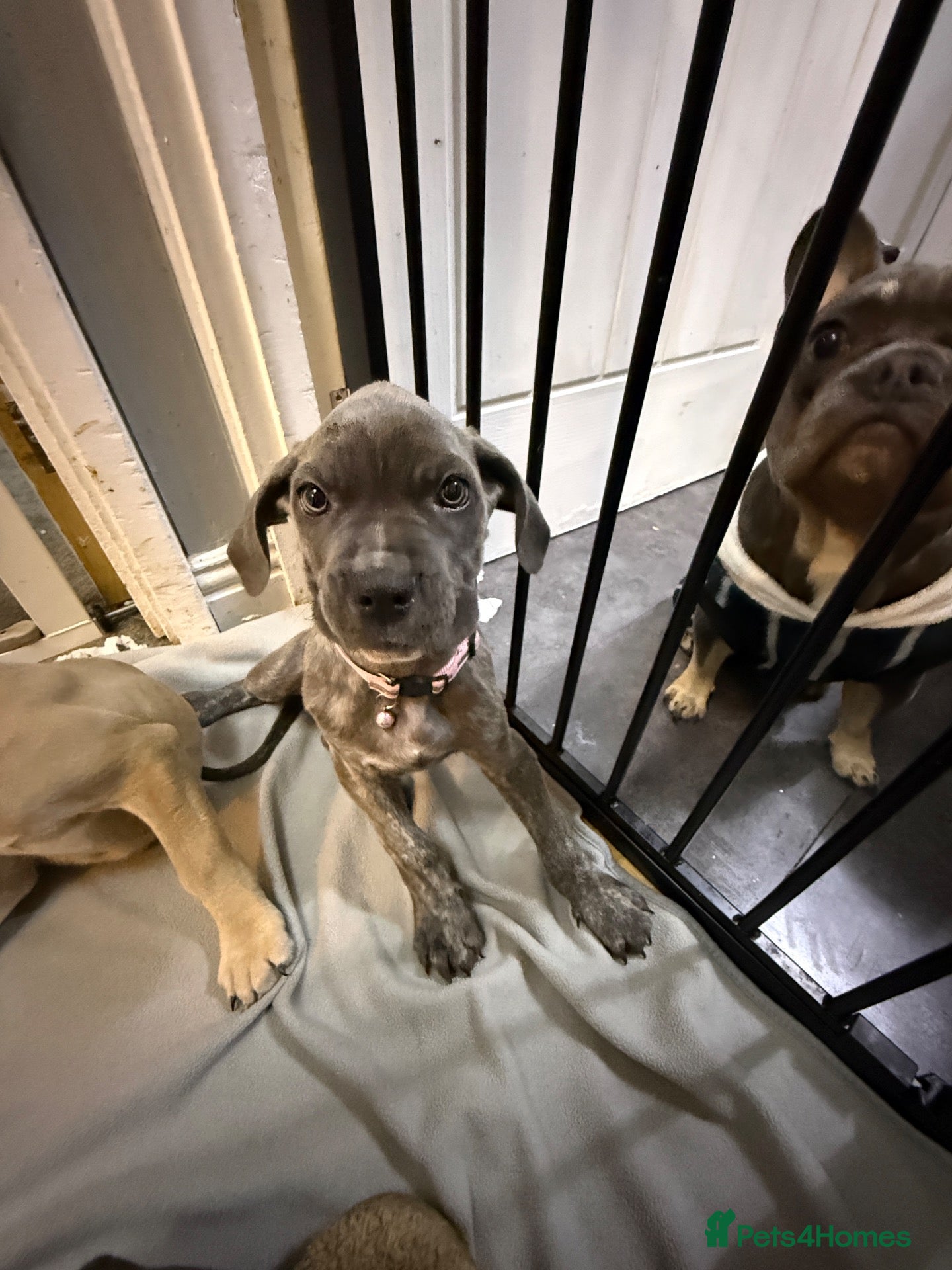 Cane Corso dogs Cane corso puppies - Advert 3