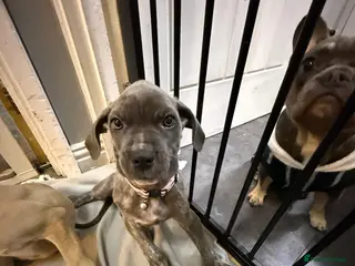 Cane Corso dogs Cane corso puppies - Advert 3