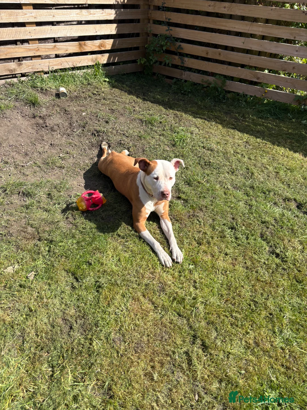 Mixed Breed dogs for sale: Athena  in Pontefract - Advert 1