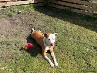 Mixed Breed dogs Athena - Advert 3