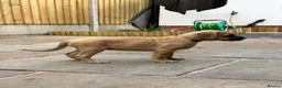 Cane Corso dogs for sale: Exceptional 88% Cane Corso / 12% Malinois Puppies in Preston - Advert 23