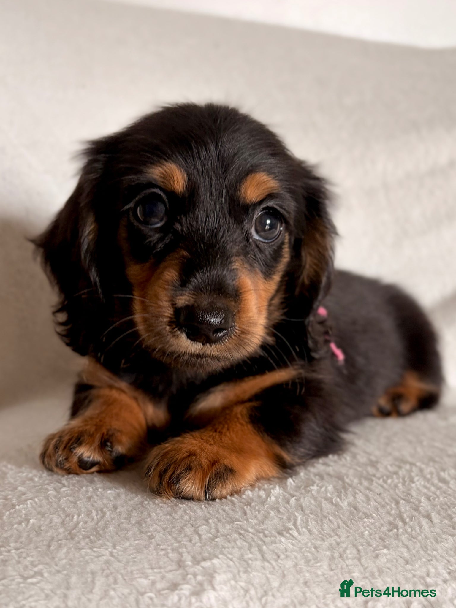 Miniature Dachshund dogs Longhaired Miniature Dachshund Puppies - Advert 8