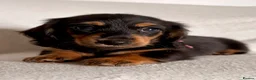 Miniature Dachshund dogs for sale: Longhaired Miniature Dachshund Puppies - Advert 1