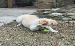 Border Collie dogs for sale: Pure Bred Border Collie Puppies For Sale - Image 6