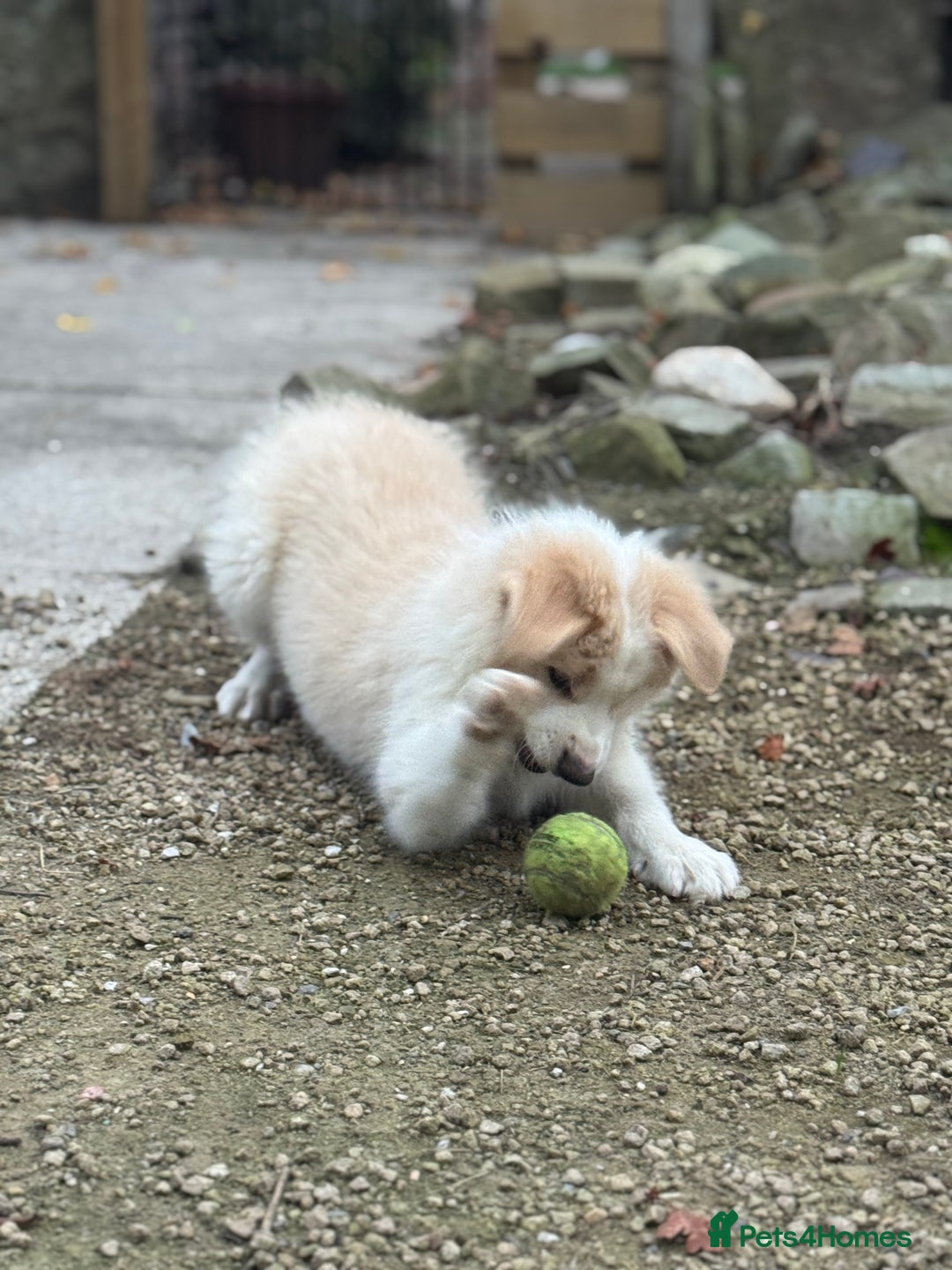 Border Collie dogs for sale: Pure Bred Border Collie Puppies For Sale - Image 6
