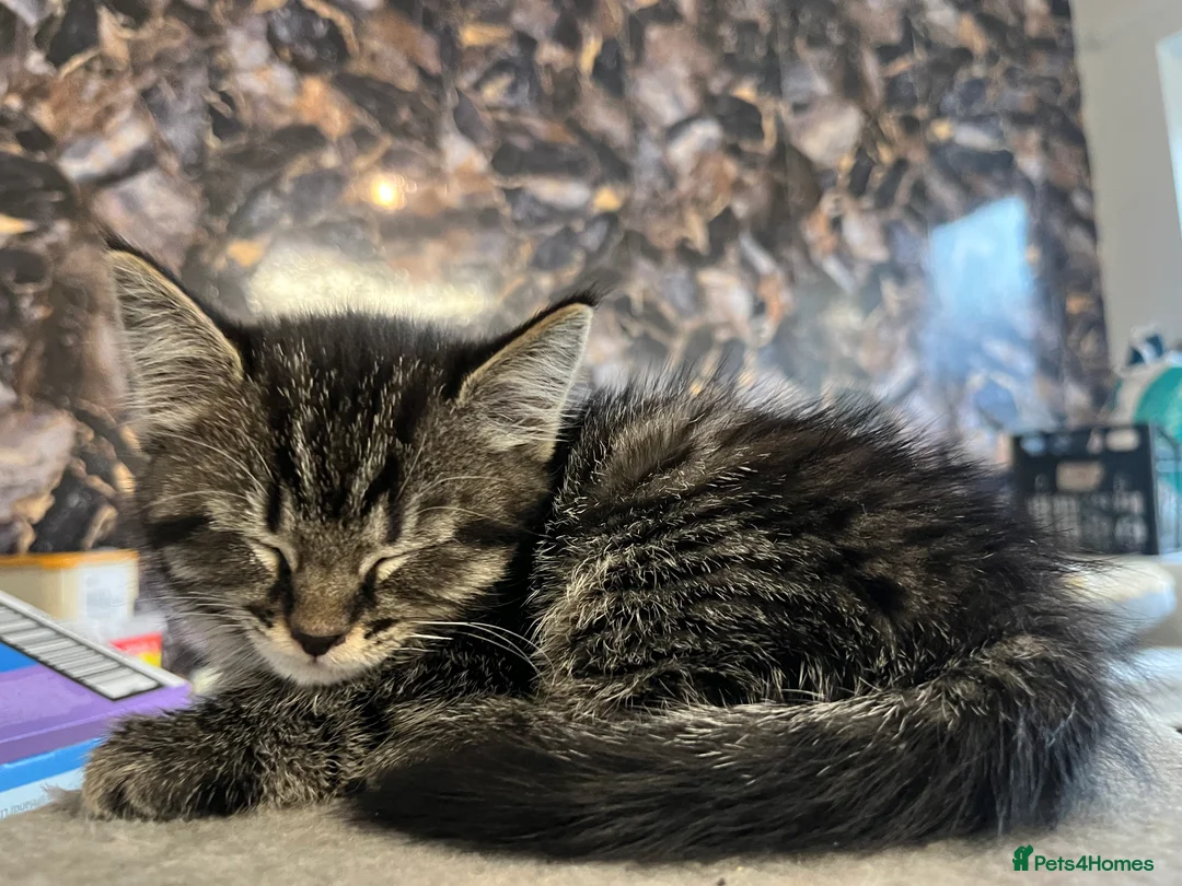 Mixed Breed cats for sale: Stunning Mixed Breed Tabby Male Kittens Available - Advert 4