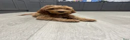 Goldendoodle dogs for sale: Outstanding Goldendoodles - Advert 7