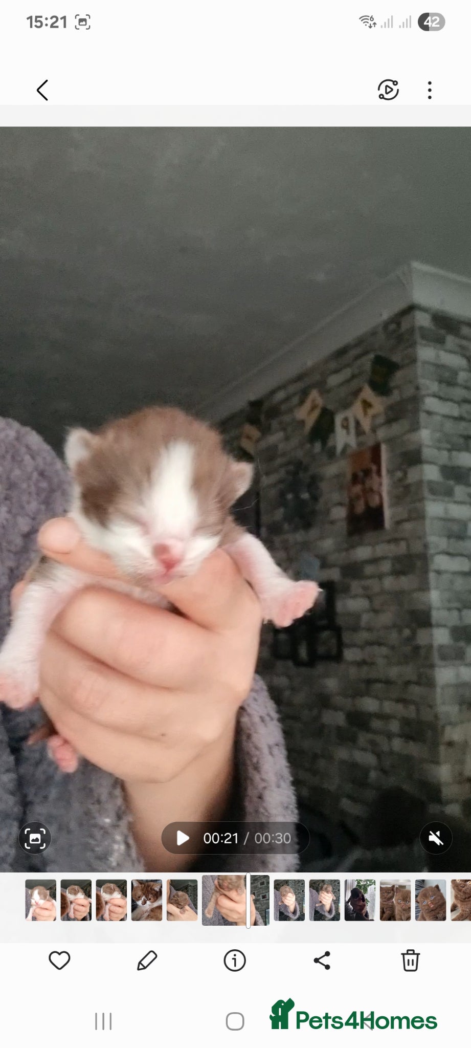 British Shorthair cats Full pedigree British shorthairs kitten's  - Advert 17