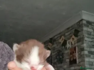 British Shorthair cats Full pedigree British shorthairs kitten's - Advert 17