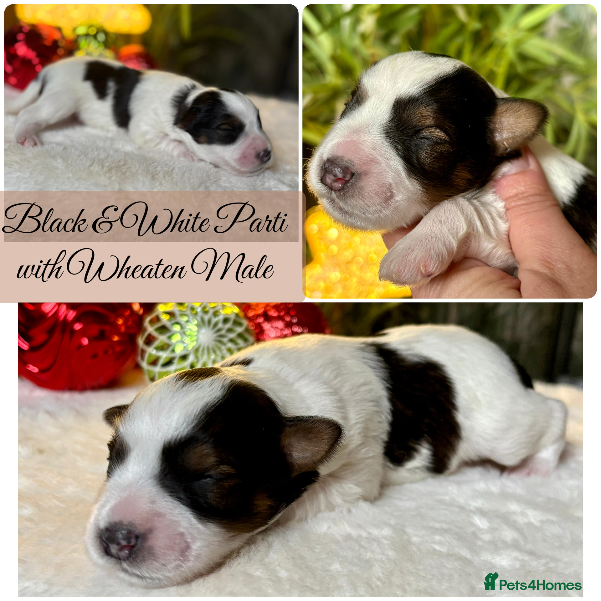 Miniature Schnauzer dogs 🌟Parti Chocolate & Black & White Mini Schnauzers - Advert 2