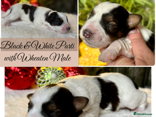 Miniature Schnauzer dogs 🌟Parti Chocolate & Black & White Mini Schnauzers - Advert 2