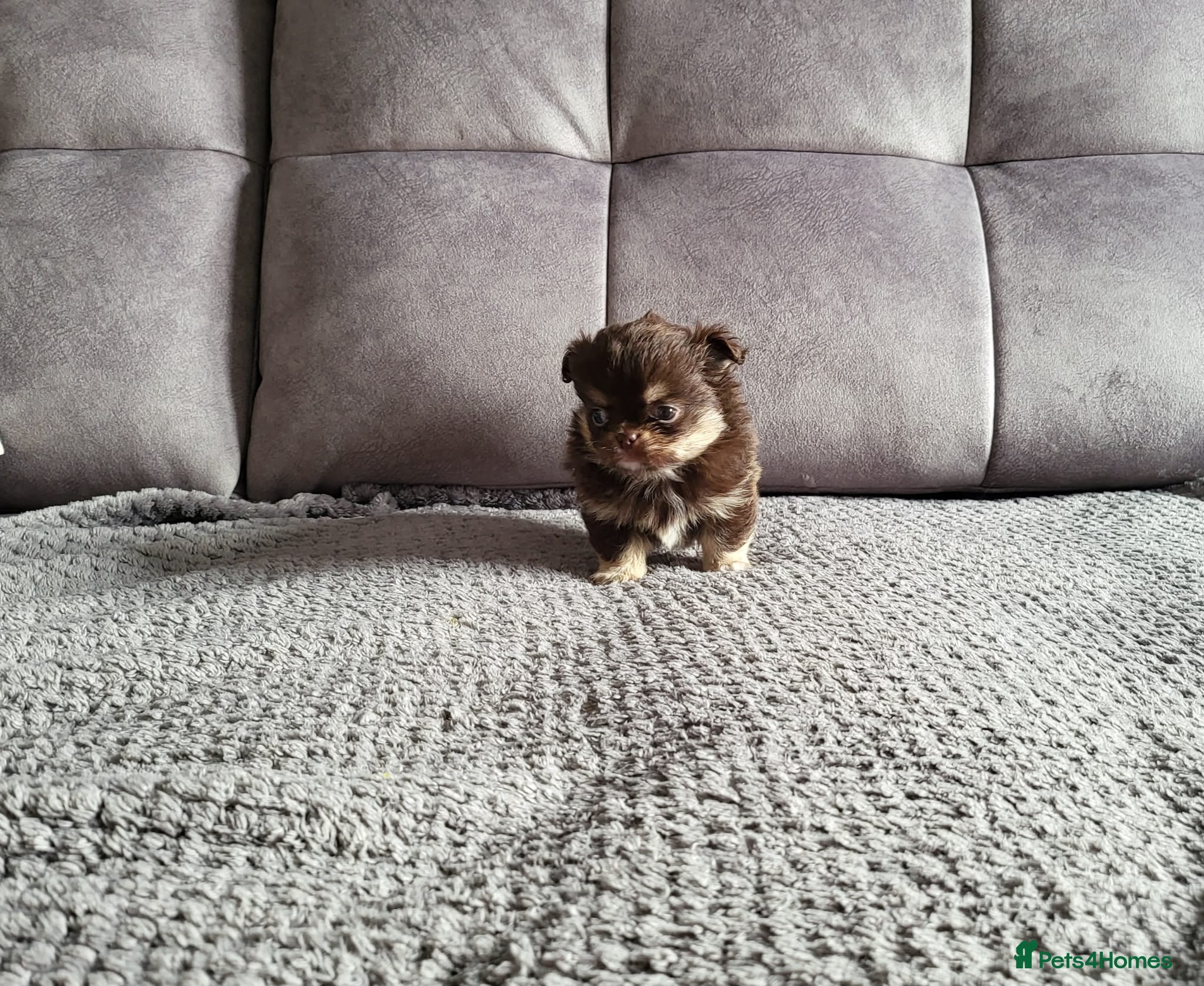 Chihuahua dogs Long haired chihuahua puppies - Advert 8