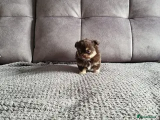 Chihuahua dogs Long haired chihuahua puppies - Advert 8