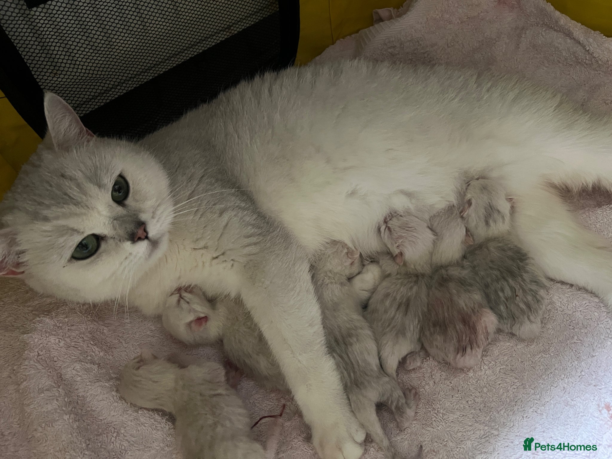 British Shorthair cats GCCF Reg Beautiful Silver Tipped Kittens  - Advert 2