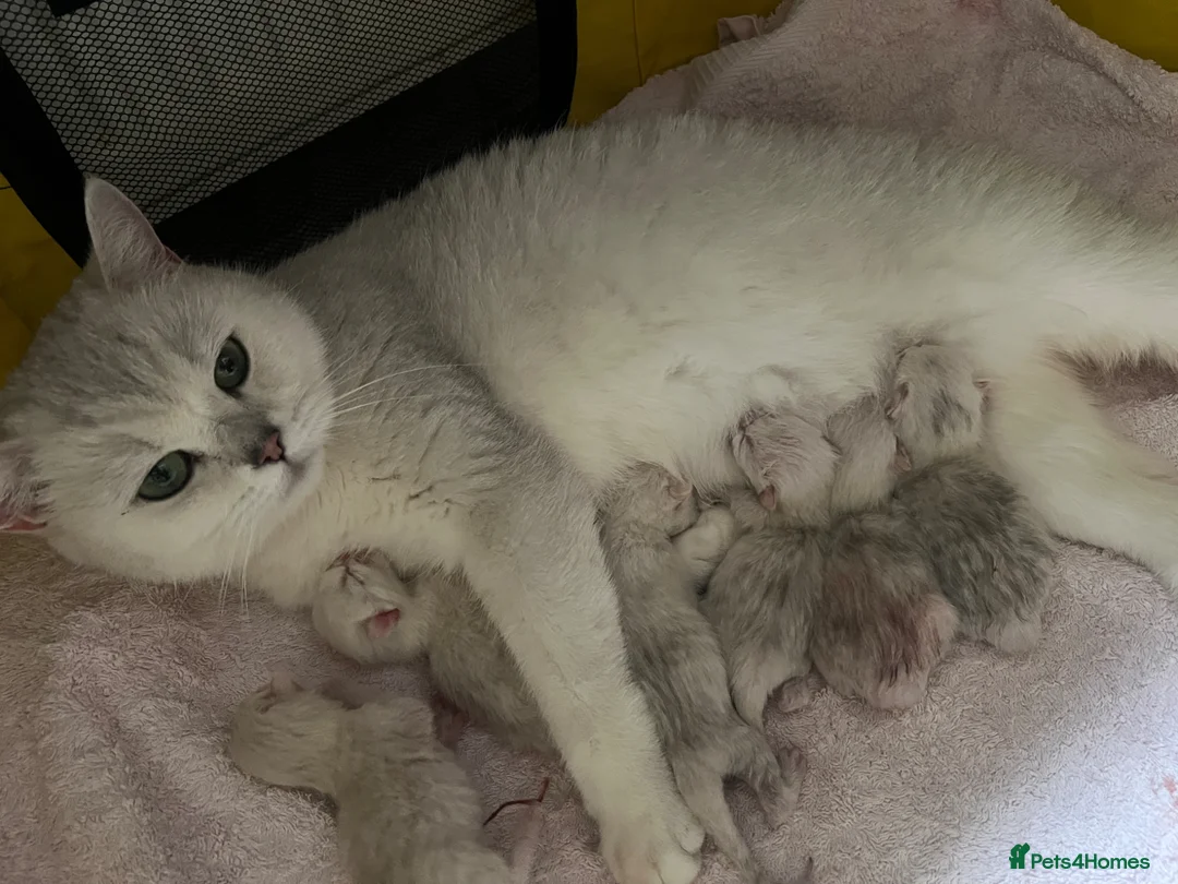 British Shorthair cats for sale: GCCF Reg Beautiful Silver Tipped Kittens  - Advert 2