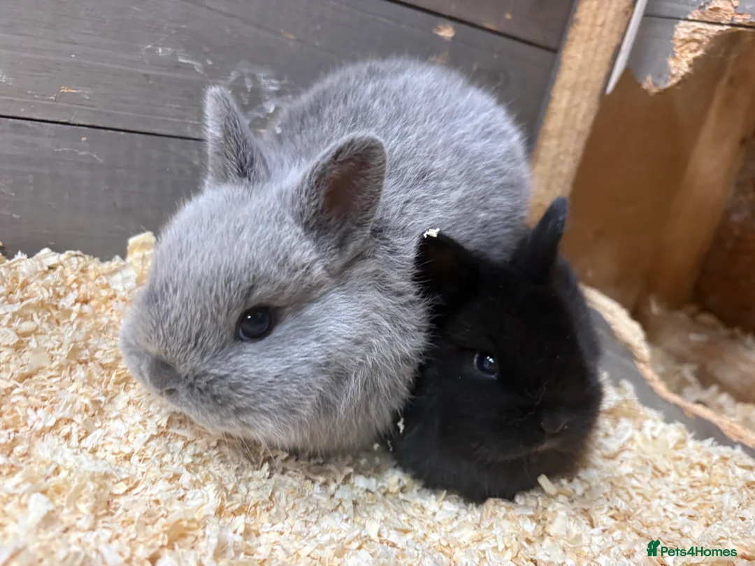Mixed Breed rabbits for sale: 2 gorgeous babies bunnies available   - Advert 1