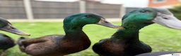 Ducks poultry for sale: Cayuga Ducks Male x 4  - Advert 2