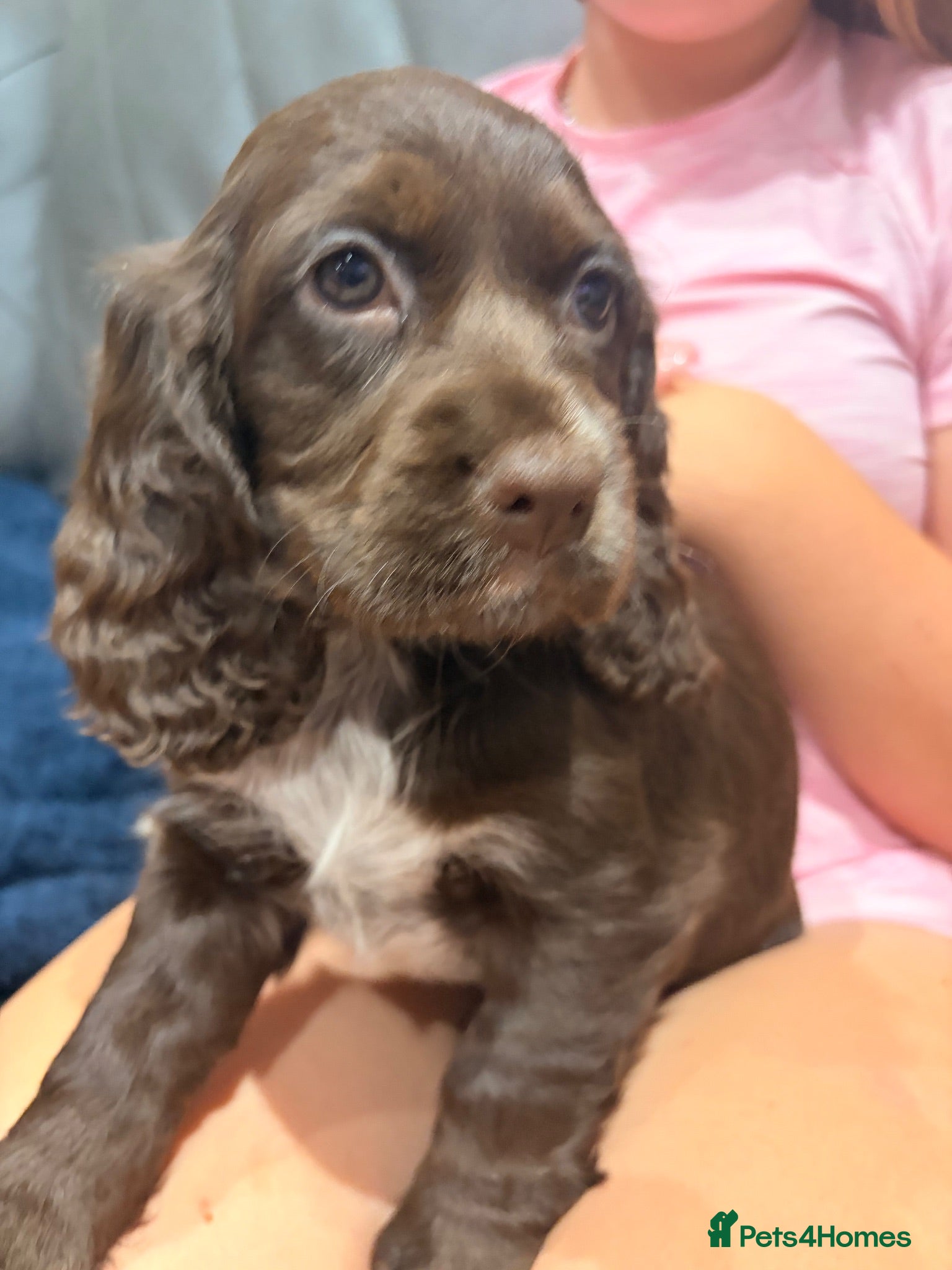 Cocker Spaniel dogs STUNNING COCKER SPANIEL PUPPIES   - Advert 1